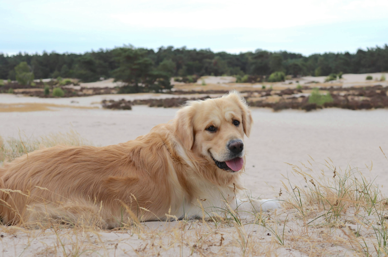 A dog is relaxing on a beach and looks back at his or her owner - Leigh on sea